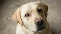 7 nejhodnějších plemen: veterináři je doporučují pro první majitele