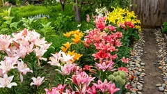 Lilie budou bohatě kvést celé léto, pokud při výsadbě dodržíte tato důležitá pravidla