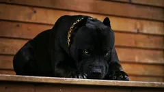 Názvy šesti nejodvážnějších psích plemen, z nichž se stávají věrní mazlíčci